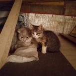 Отдам котенка, Ижевск